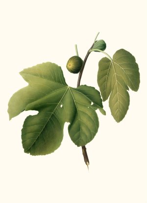 Fico Briansolo. (Ficus carica sativa ; Briansole figs) by Giorgio Gallesio Oil Painting