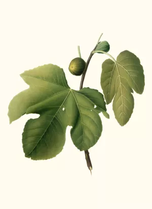 Fico Briansolo. (Ficus carica sativa ; Briansole figs) by Giorgio Gallesio Oil Painting