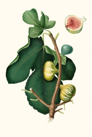 Fico Brogiotto. (Fig with white peel ; Ficus carica sativa) by Giorgio Gallesio Oil Painting