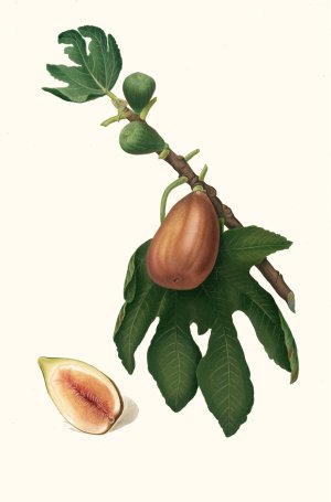 Fico datto. (Ficus carica sativa ; Fig) by Giorgio Gallesio Oil Painting