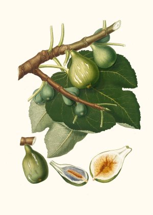 Fico Dottato. (Fig ; Ficus Carica sativa) by Giorgio Gallesio Oil Painting