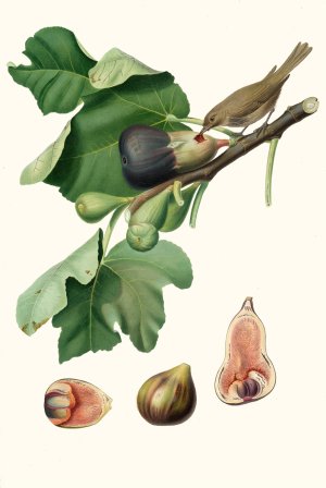 Fico Fetifero, o Fico dell'Osso. (Ficus carica sativa ; Fig) by Giorgio Gallesio Oil Painting