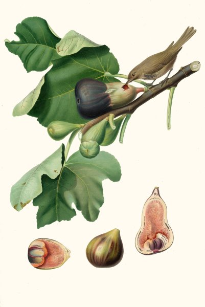Main Product Photo of Fico Fetifero, o Fico dell'Osso. (Ficus carica sativa ; Fig)  Painting by Giorgio Gallesio