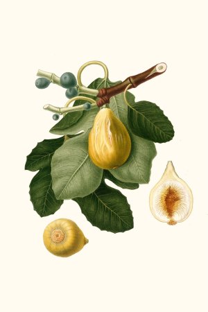 Fico gentile. (Ficus carica sativa ; Common Fig) by Giorgio Gallesio Oil Painting