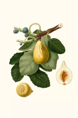 Fico gentile. (Ficus carica sativa ; Common Fig) by Giorgio Gallesio Oil Painting