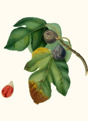 Fico melograno, o S. Germano. (Ficus carica sativa ; Fig) by Giorgio Gallesio Oil Painting