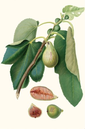 Fico Monaco. (Fico della Lunigiana ; Fig Monaco) by Giorgio Gallesio Oil Painting