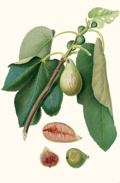 Main Product Photo of Fico Monaco. (Fico della Lunigiana ; Fig Monaco)  Painting by Giorgio Gallesio