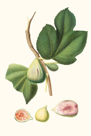 Fico paradiseo. (Ficus carica bifera ; Fig) by Giorgio Gallesio Oil Painting