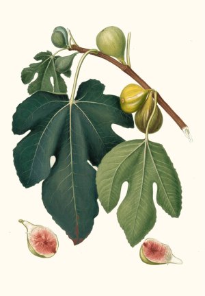 Fico Pissaluto. (Ficus carica sativa ; Figs) by Giorgio Gallesio Oil Painting
