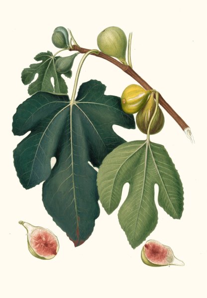 Main Product Photo of Fico Pissaluto. (Ficus carica sativa ; Figs)  Painting by Giorgio Gallesio