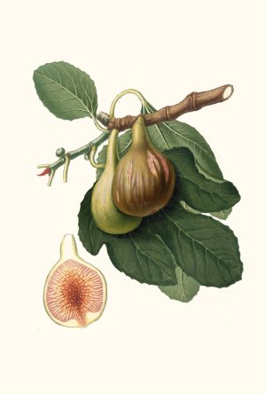 Fico Portoghese. (Figs from Portugal) by Giorgio Gallesio Oil Painting