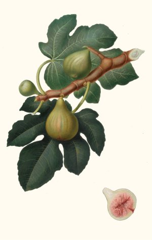 Fico Regina. (Ficus carica sativa ; Fig) by Giorgio Gallesio Oil Painting