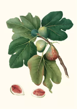 Fico rubado. (Ficus carica sativa ; Common fig) Oil painting by Giorgio Gallesio