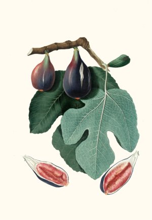 Fico S. Piero. (Fico San-piero ; Figus Carica ; Fig) by Giorgio Gallesio Oil Painting