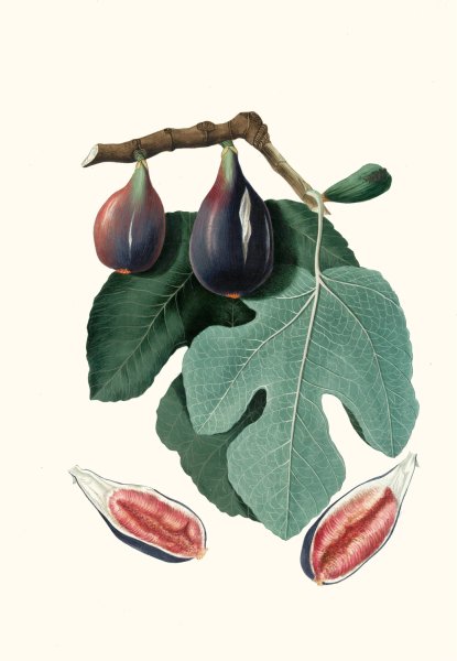 Main Product Photo of Fico S. Piero. (Fico San-piero ; Figus Carica ; Fig)  Painting by Giorgio Gallesio