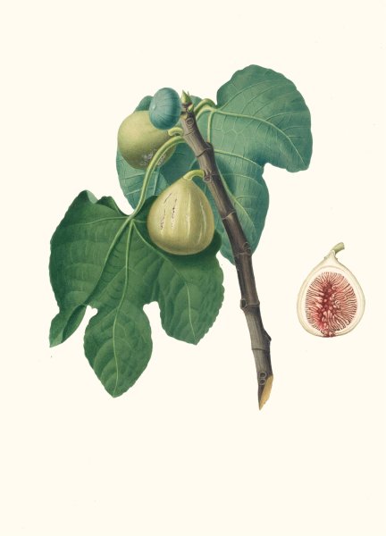 Main Product Photo of Fico Trojano. (Fico Troiano ; Fig)  Painting by Giorgio Gallesio