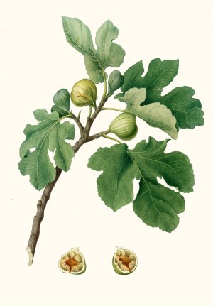 Fico verdeccio. (Ficus carica ; Fig) by Giorgio Gallesio Oil Painting