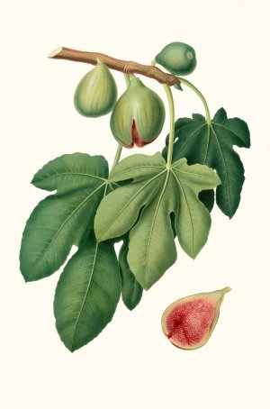 Fico verdone. (Ficus carica ; Fig) by Giorgio Gallesio Oil Painting