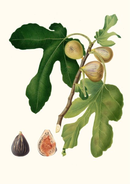 Main Product Photo of Fico vezzoso. (Ficus carica sativa ; Fico dattero - Vol. 3)  Painting by Giorgio Gallesio