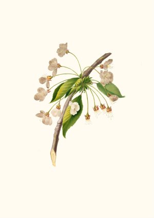 Fiore di Ciliegio Grafione. (Fiore del ciliegio proprio ; Cherry plum flower ; Mirabolano) by Giorgio Gallesio Oil Painting