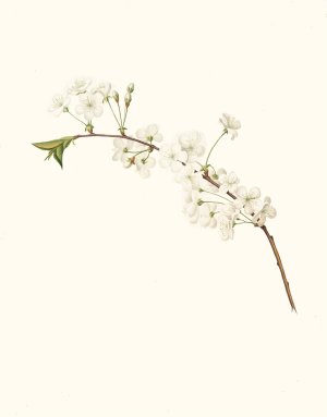 Fiore di Ciliegio Visciolino, o Amareno. (Amarena cherry flower) by Giorgio Gallesio Oil Painting