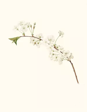 Fiore di Ciliegio Visciolino, o Amareno. (Amarena cherry flower) by Giorgio Gallesio Oil Painting