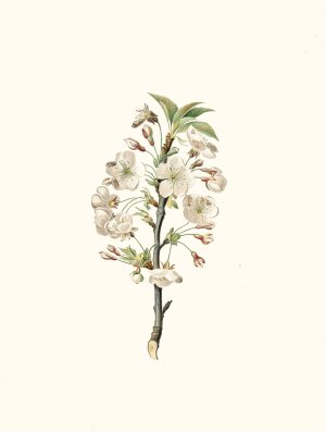 Fiore di Giliegio Visciolo. (Pear tree flowers) by Giorgio Gallesio Oil Painting