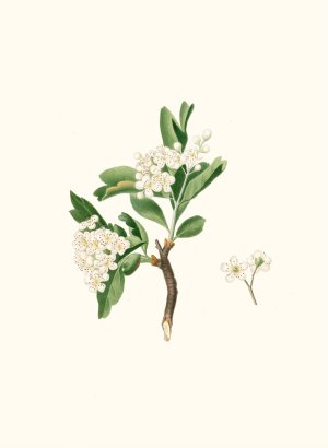 Fiore di Lazzerolo. (Hawthorn flower) by Giorgio Gallesio Oil Painting