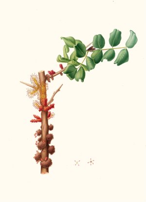 Fiore maschio di Carobbo. (Carob flower) by Giorgio Gallesio Oil Painting