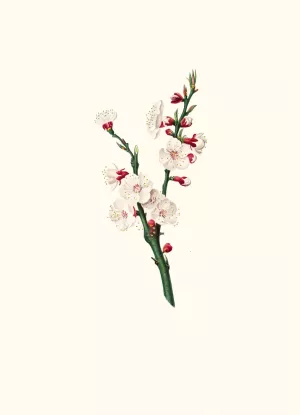 Fiori di Albicocco. (Apricot flower) by Giorgio Gallesio Oil Painting