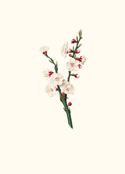 Main Product Photo of Fiori di Albicocco. (Apricot flower)  Painting by Giorgio Gallesio