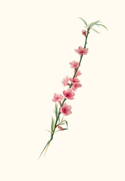Main Product Photo of Fiori di Pesco magni-petali a corolla porporina.  Painting by Giorgio Gallesio