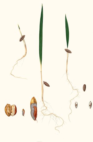 Germinazione del Dattero. (Date palm) by Giorgio Gallesio Oil Painting