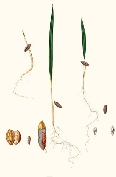 Main Product Photo of Germinazione del Dattero. (Date palm)  Painting by Giorgio Gallesio