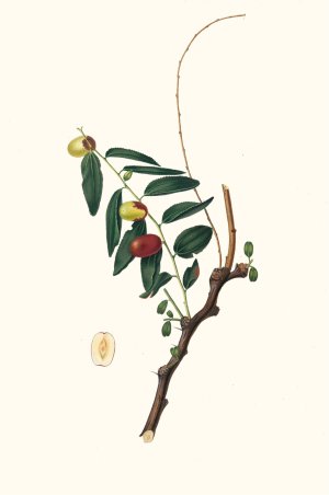 Giuggiola a frutto oblongo. (Ziziphus vulgaris ; Jujube) by Giorgio Gallesio Oil Painting