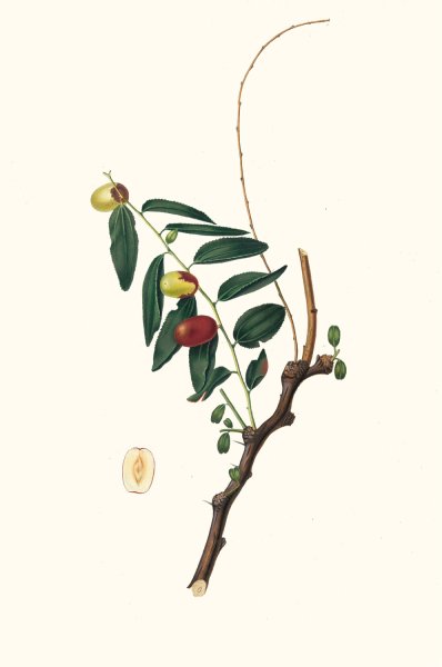 Main Product Photo of Giuggiola a frutto oblongo. (Ziziphus vulgaris ; Jujube)  Painting by Giorgio Gallesio