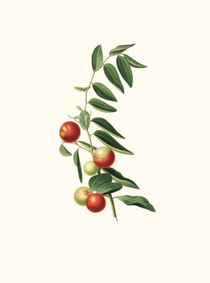 Giuggiola a frutto rotondo. (Zizphus vulgaris ; Chinese jujube) by Giorgio Gallesio Oil Painting