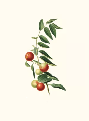 Giuggiola a frutto rotondo. (Zizphus vulgaris ; Chinese jujube) Oil painting by Giorgio Gallesio