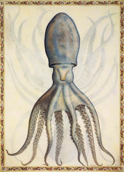Common Octopus by Giorgio Liberale - Hand-Painted Oil Painting Reproduction