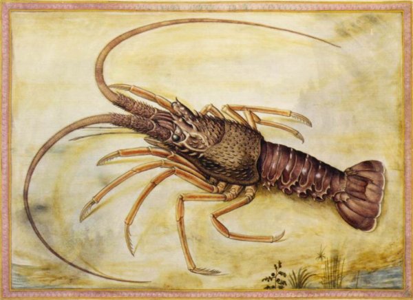 Mediterranean Lobster by Giorgio Liberale - Hand-Painted Oil Painting Reproduction