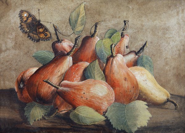 Main Product Photo of Stillleben Mit Birnen Und Einem Schmetterling Painting by Giovanna Garzoni