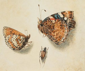 Two butterflies and another insect by Giovanna Garzoni Oil Painting
