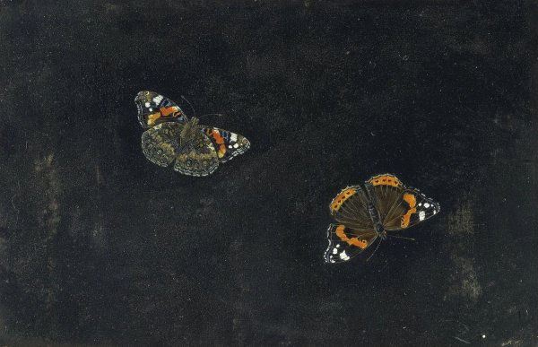 Main Product Photo of Zwei Schmetterlinge Painting by Giovanna Garzoni