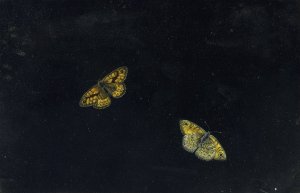 Zwei Schmetterlinge by Giovanna Garzoni Oil Painting