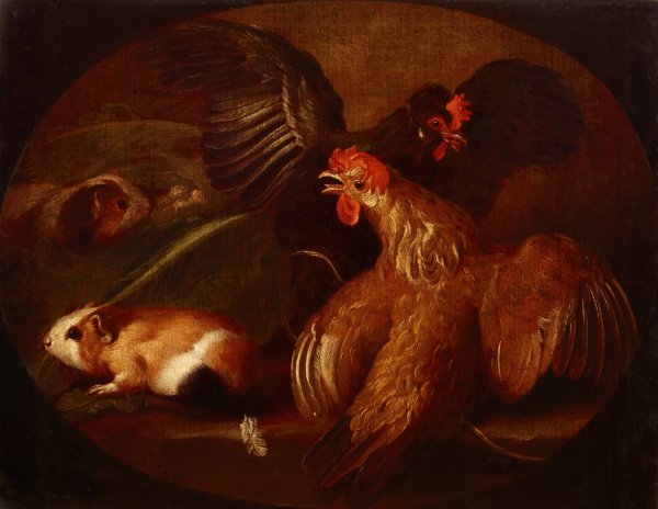 Hens and Guinea Pigs  by Giovanni Agostino Cassana - Hand-Painted Oil Painting Reproduction