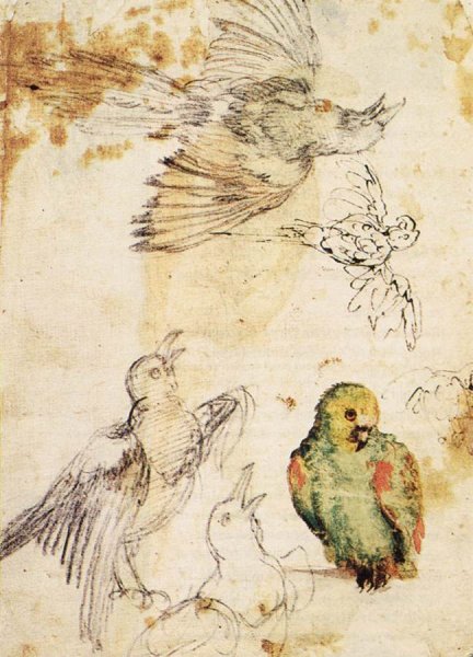 Main Product Photo of Study of a Parrot and Other Birds Painting by Giovanni Da Udine