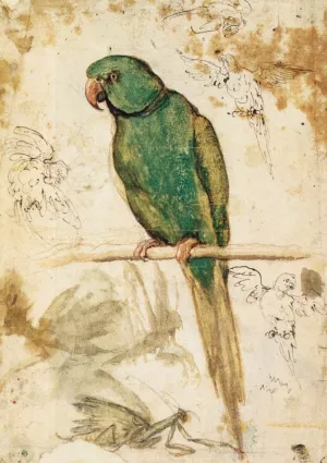 Study of a Parrot Oil painting by Giovanni Da Udine