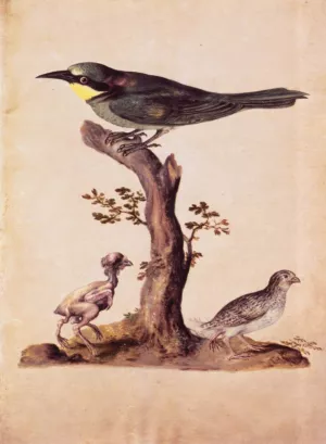 Birds Oil painting by Giuseppe Arcimboldo