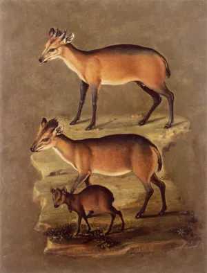 Mammals by Giuseppe Arcimboldo Oil Painting